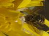 Lasioglossum sp.